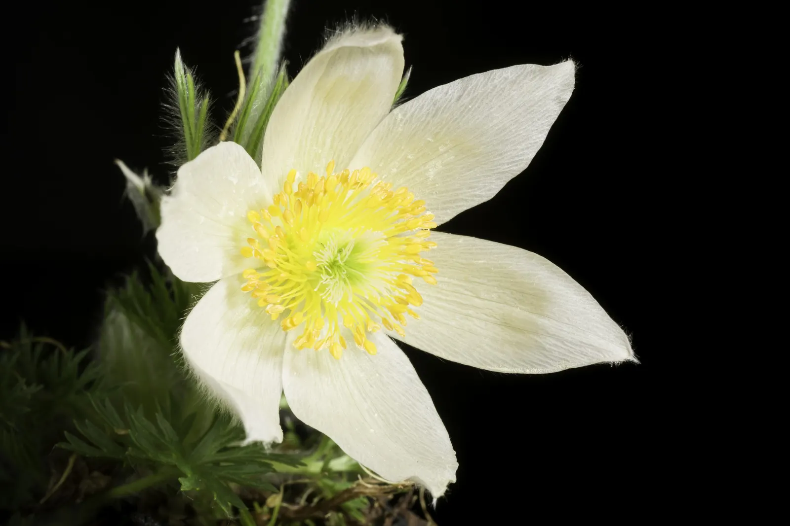 Western Anemone (Anemone Occidentalis) — It stands 8-24 inches tall; it thrives in well-draining, image 78