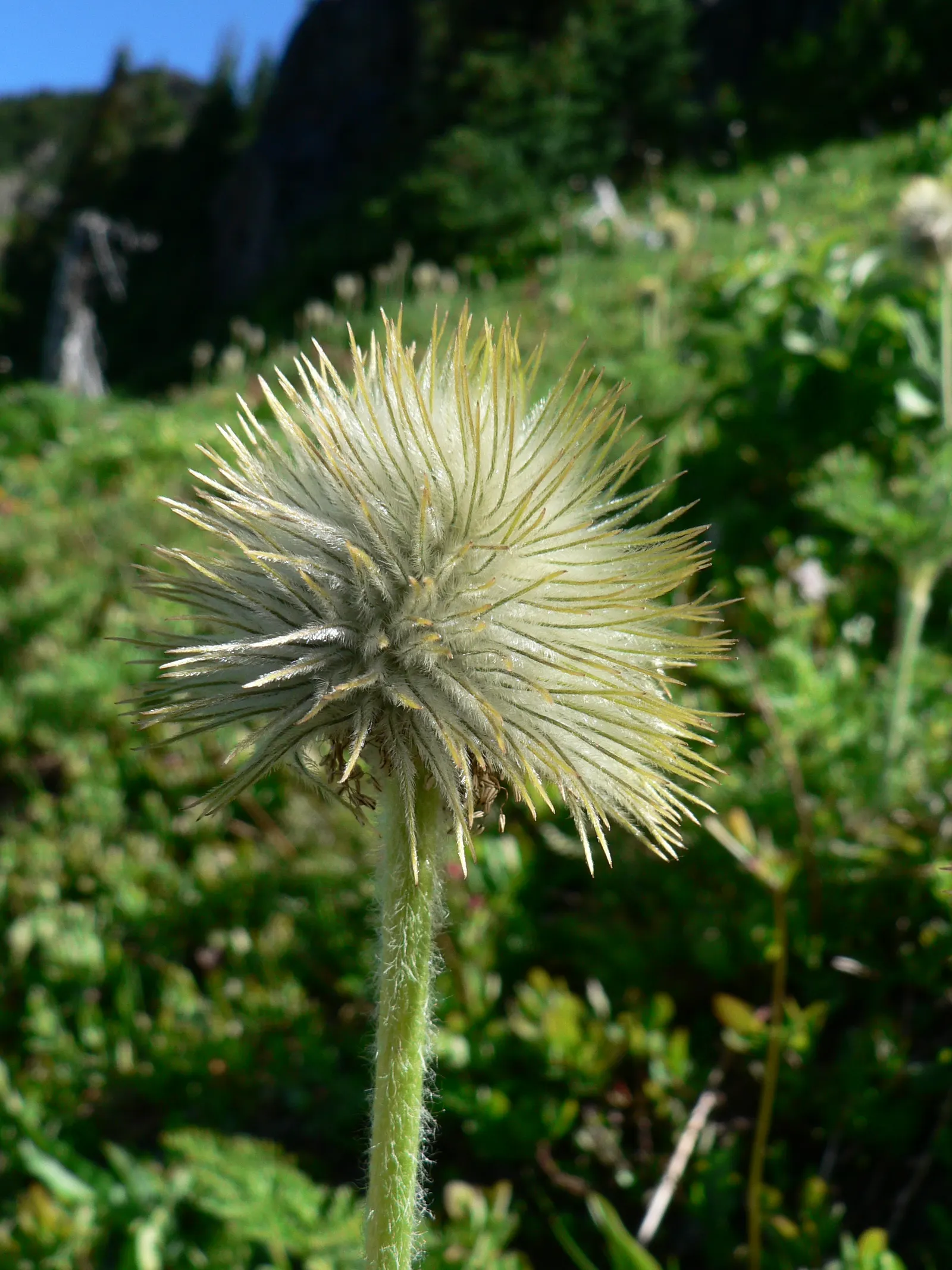 Western Anemone (Anemone Occidentalis) — with a multitude of stamens encircling a central cluster of yellow anthers