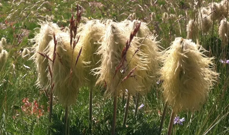 Western Anemone (Anemone Occidentalis) — flourishes in USDA zones 4-7