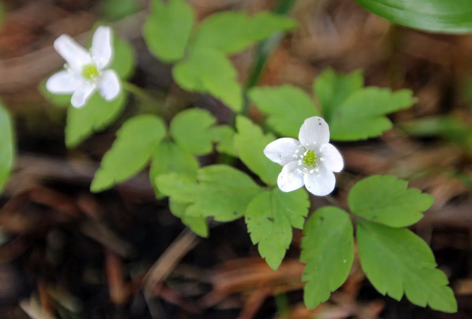 Western Anemone (Anemone Occidentalis) — Its blossoms are a radiant white to slightly pinkish hue; note that the Western Anemone is low maintenance and deer