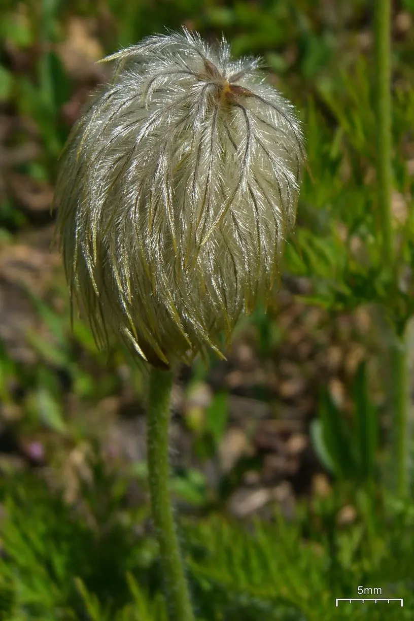 Western Anemone (Anemone Occidentalis) — The Western Anemone (Anemone occidentalis)