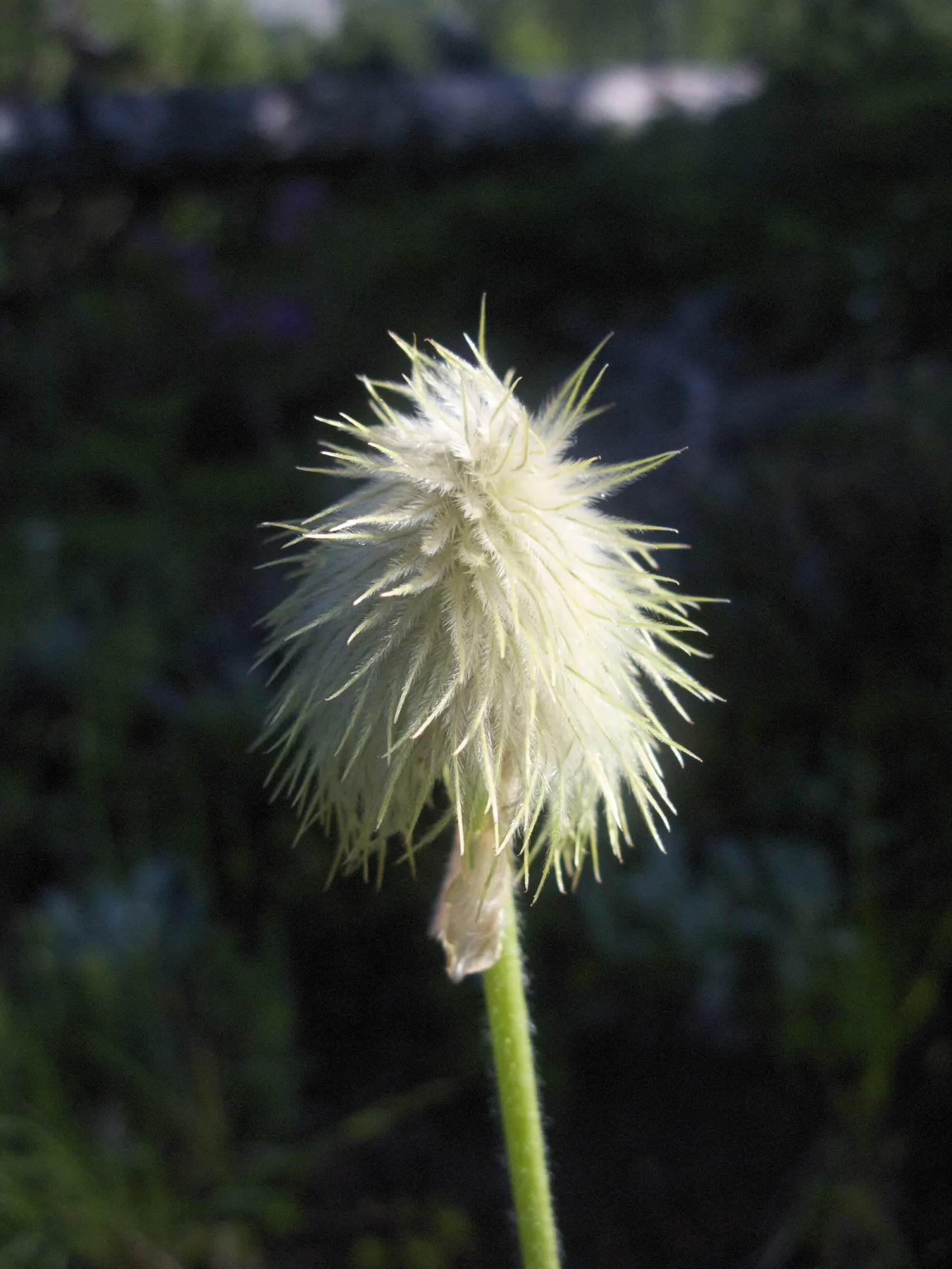 Western Anemone (Anemone Occidentalis) — note that the Western Anemone is low maintenance and deer resistant; showcasing delicate white flowers that transition