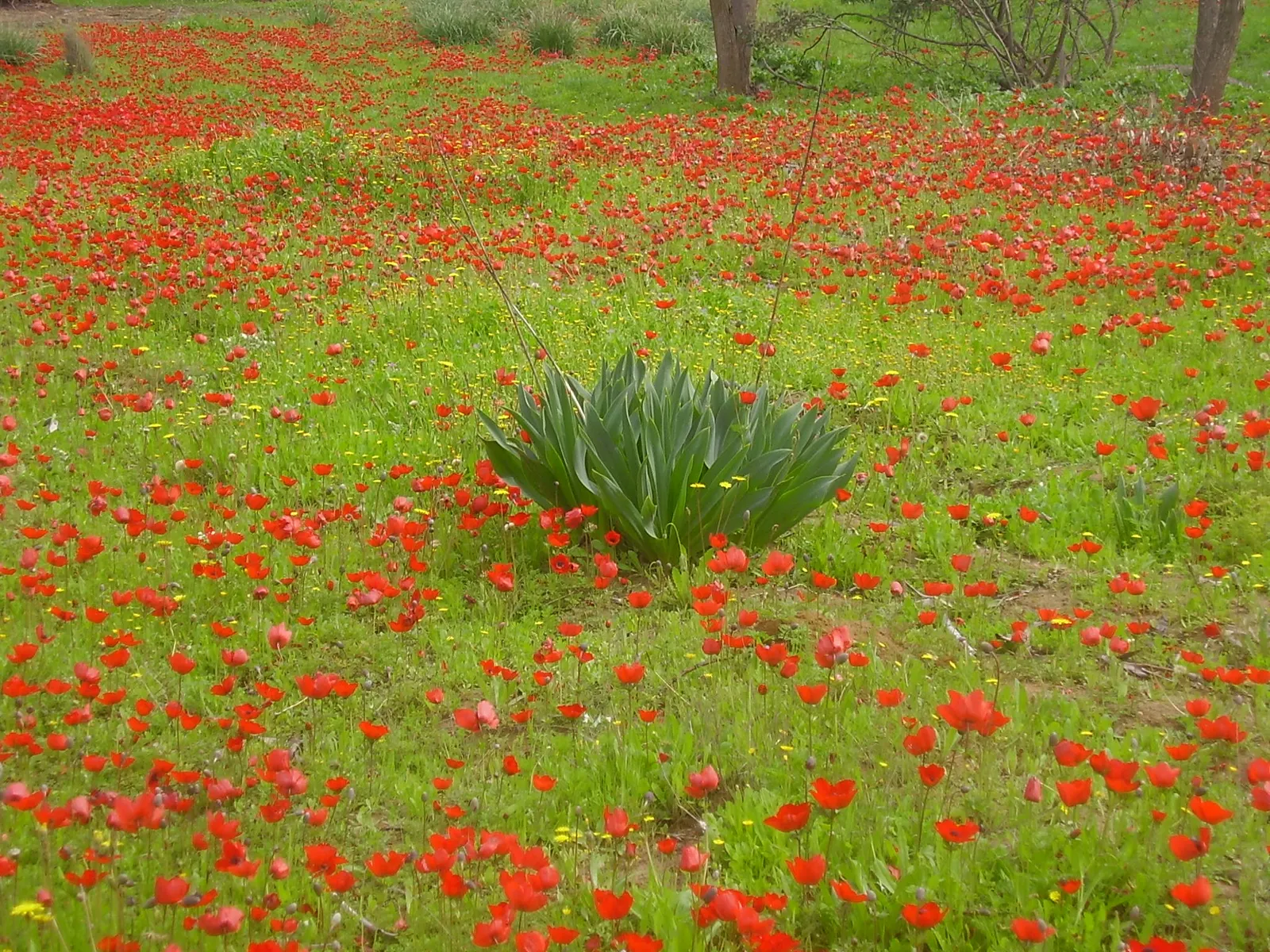 Western Anemone (Anemone Occidentalis) — considering the Western Anemone's soil and light preferences is crucial; making it an excellent choice for high