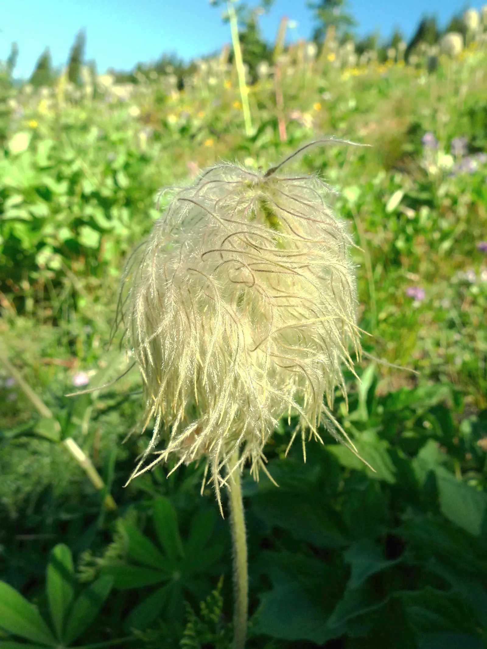 Western Anemone (Anemone Occidentalis) — Its blossoms are a radiant white to slightly pinkish hue