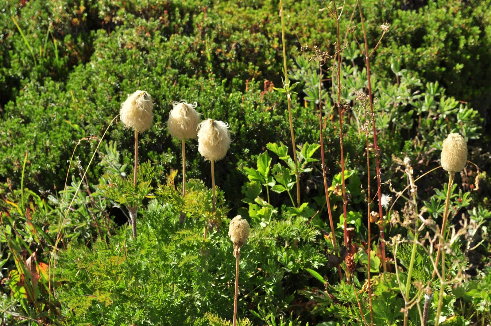 Western Anemone (Anemone Occidentalis) — making it an excellent choice for high elevation or northern gardens.<br><br>A