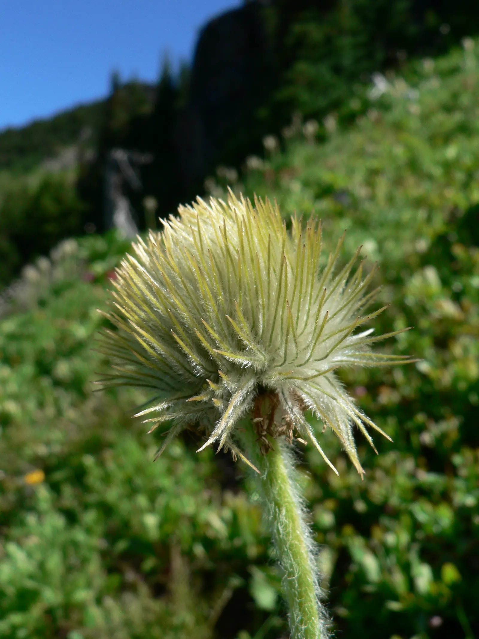 Western Anemone (Anemone Occidentalis) — The plant's modest spread