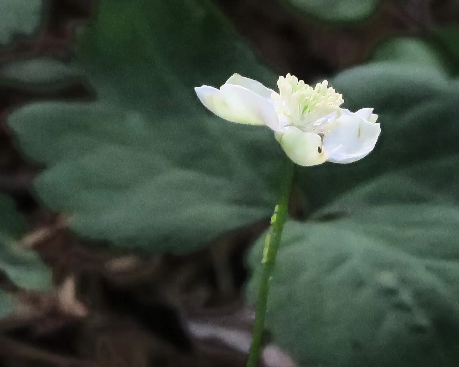 Western Anemone (Anemone Occidentalis) — Native to the mountainous regions of western North America