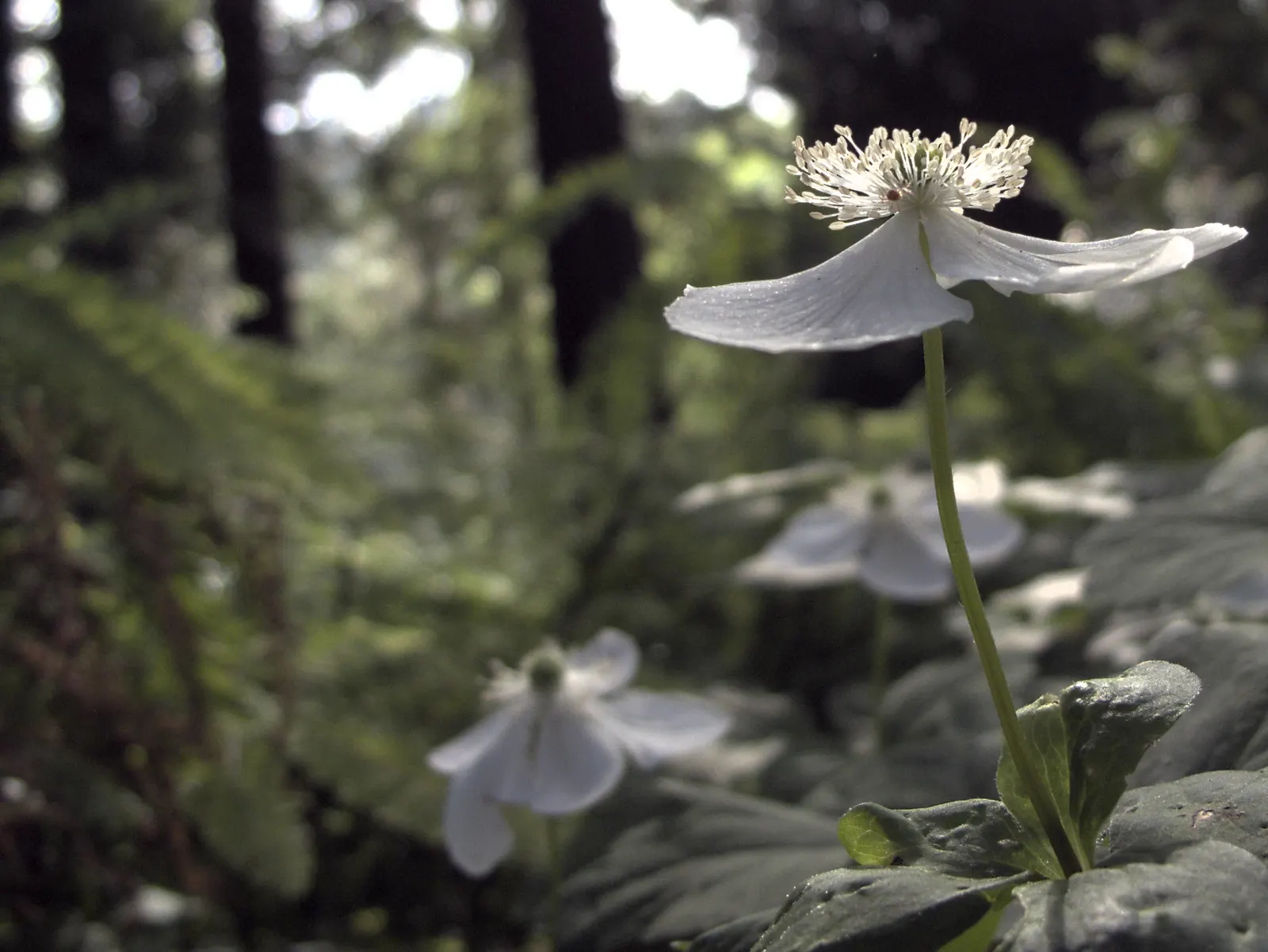 Western Anemone (Anemone Occidentalis) — moist soils that are rich in organic matter; the plant's modest spread, image 100