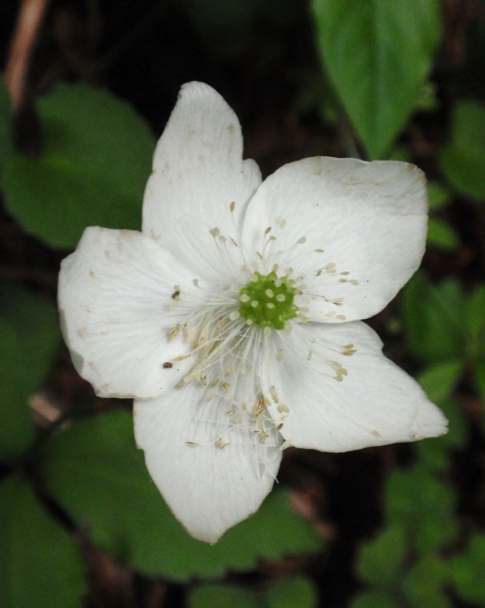 Western Anemone (Anemone Occidentalis) — white and yellow flowers in the garden; nodding flower that blooms from late spring to early summer