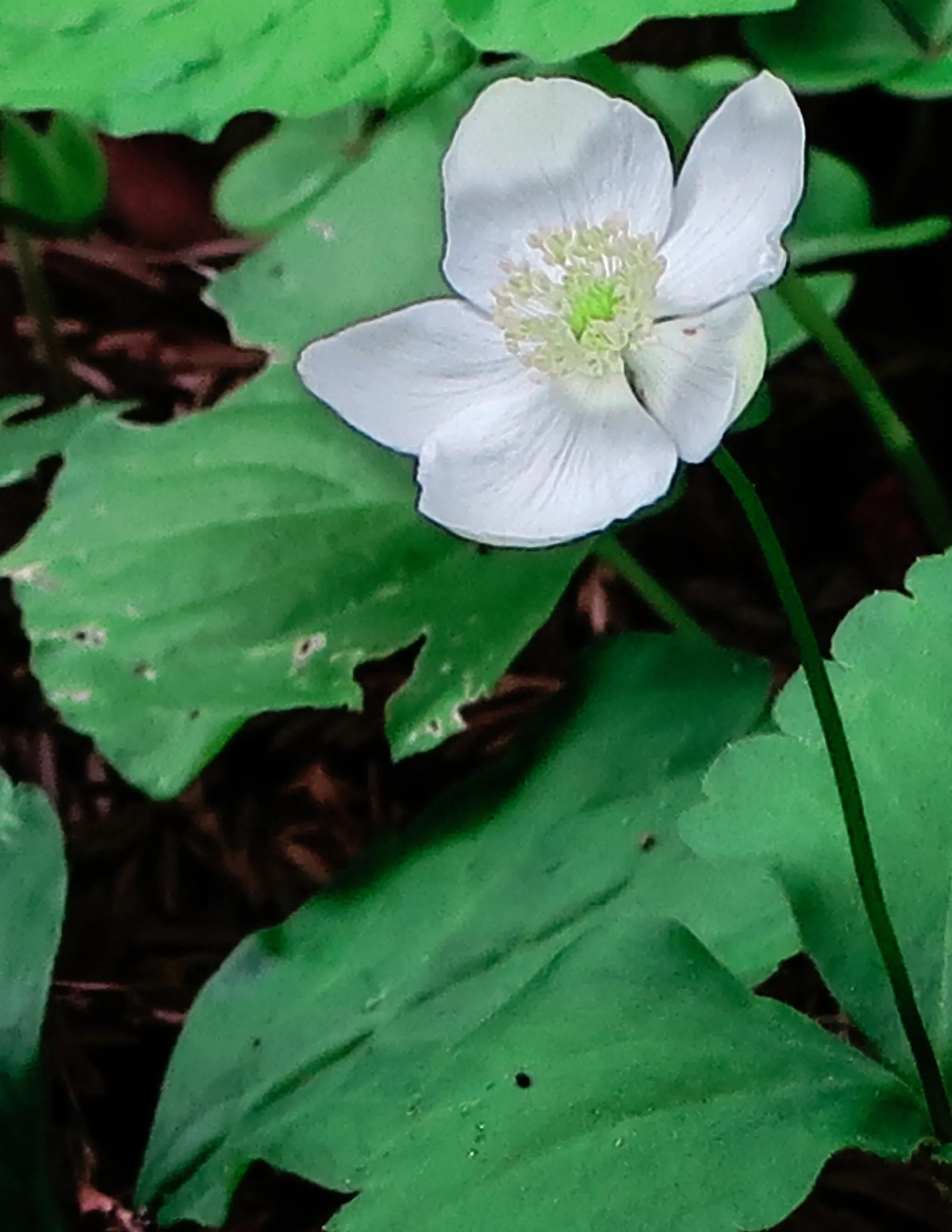Western Anemone (Anemone Occidentalis) — occidentalis can reach heights of 8 to 20 inches