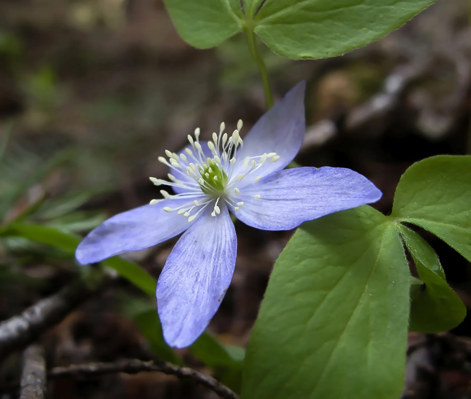 Western Anemone (Anemone Occidentalis) — perennial with white and yellow blooms; and it performs best in full sun to partial shade