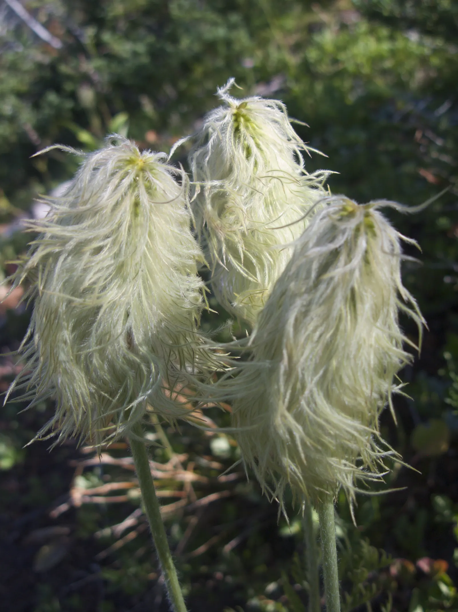 Western Anemone (Anemone Occidentalis) — moist soils that are rich in organic matter; the plant's modest spread