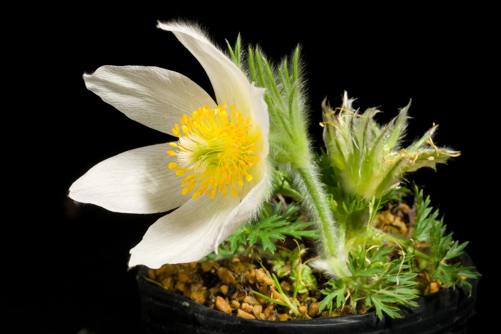Western Anemone (Anemone Occidentalis) — making it an excellent choice for high elevation or northern gardens.<br><br>A; with 3-parted leaves at, image 91