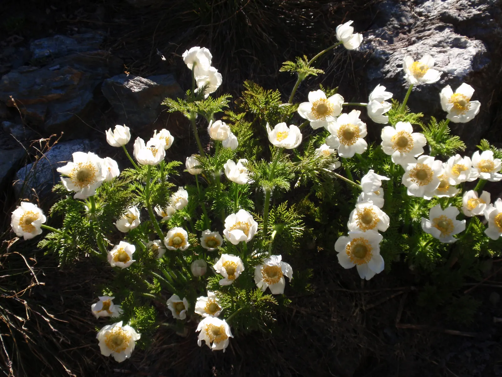 Western Anemone (Anemone Occidentalis) — with 3-parted leaves at base; of approximately 12 inches