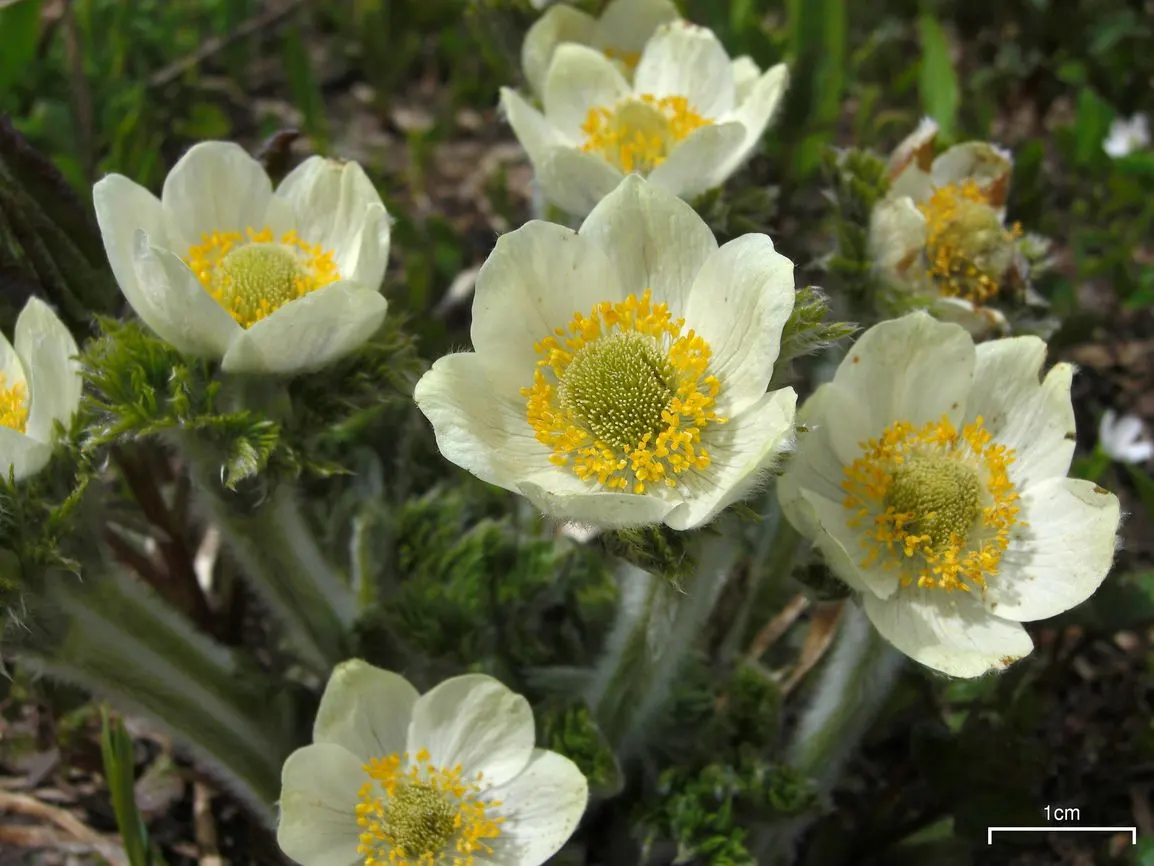 Western Anemone (Anemone Occidentalis) — with 3-parted leaves at base; of approximately 12 inches, image 79
