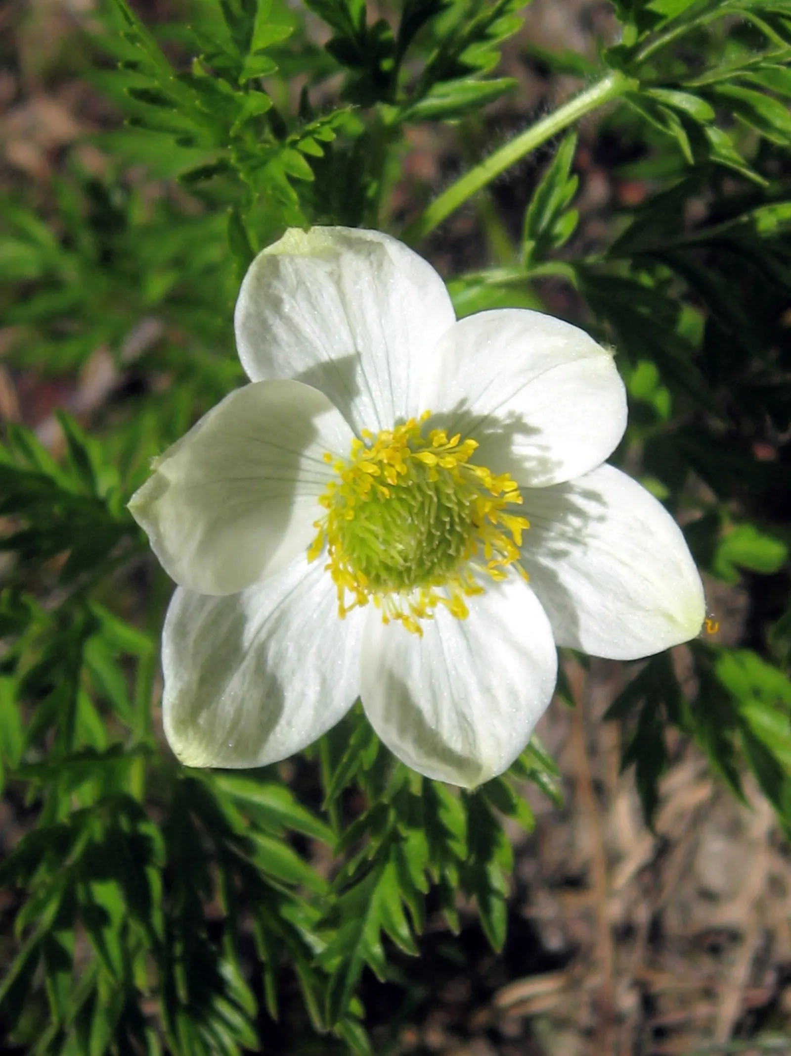 Western Anemone (Anemone Occidentalis) — Native to the mountainous regions of western North America; it flourishes in alpine and subalpine zones, image 87