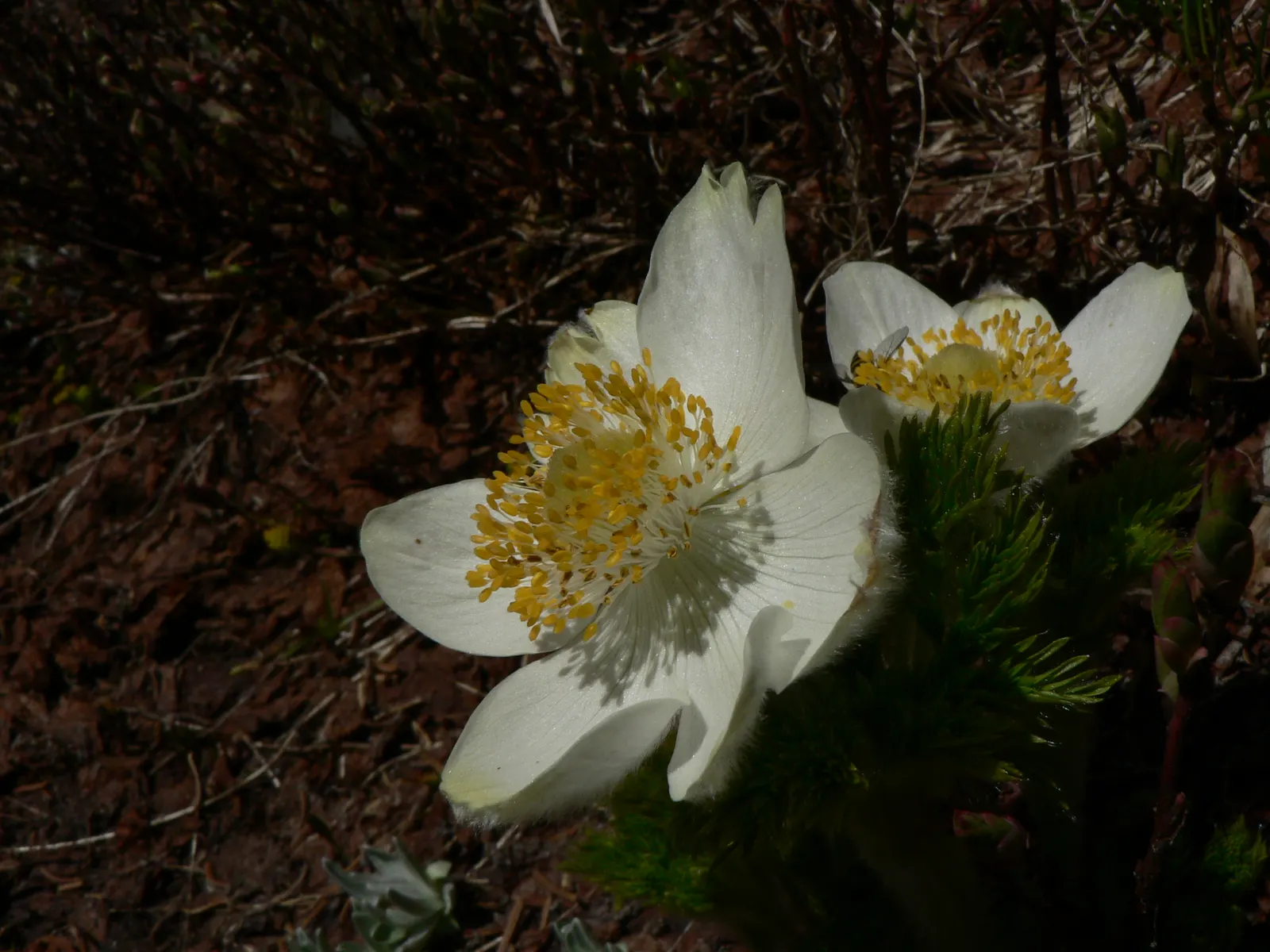 Western Anemone (Anemone Occidentalis) — It stands 8-24 inches tall; it thrives in well-draining