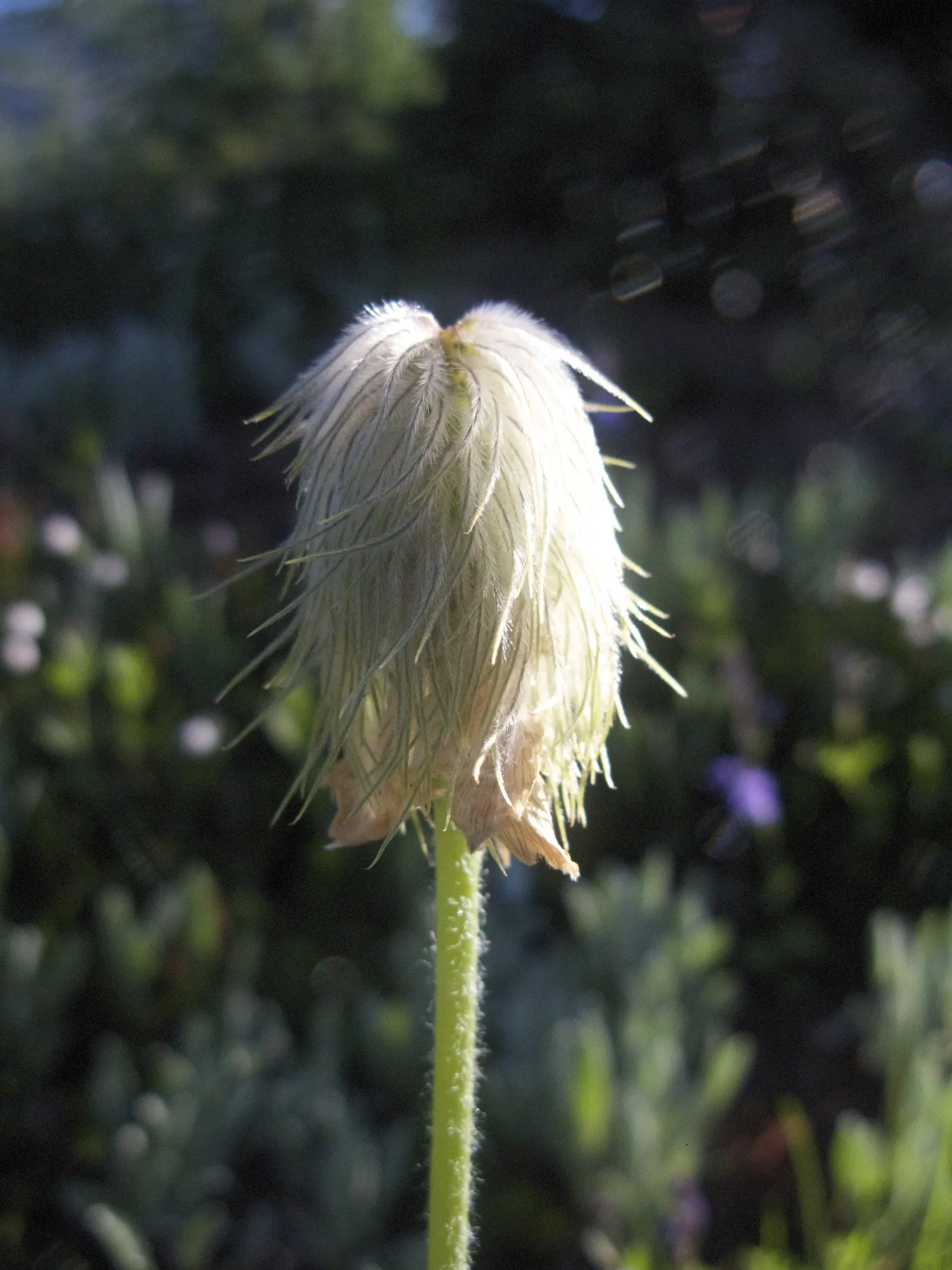 Western Anemone (Anemone Occidentalis) — occidentalis can reach heights of 8 to 20 inches; is a captivating perennial that brings an air of delicate beauty to