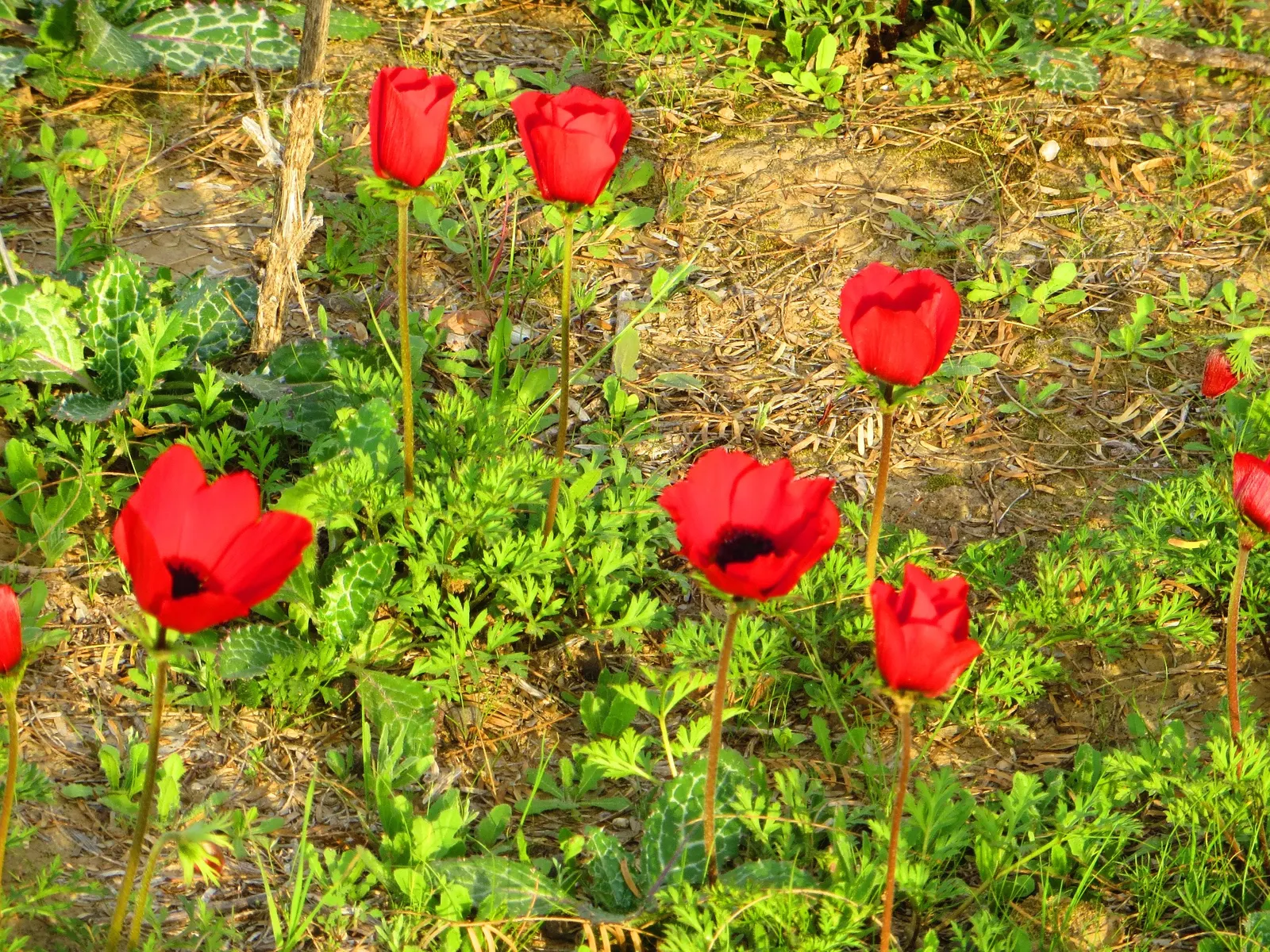 Western Anemone (Anemone Occidentalis) — Prefers well-drained, slightly acidic soil; full sun to part shade; this wildflower has a robust adaptability to cold