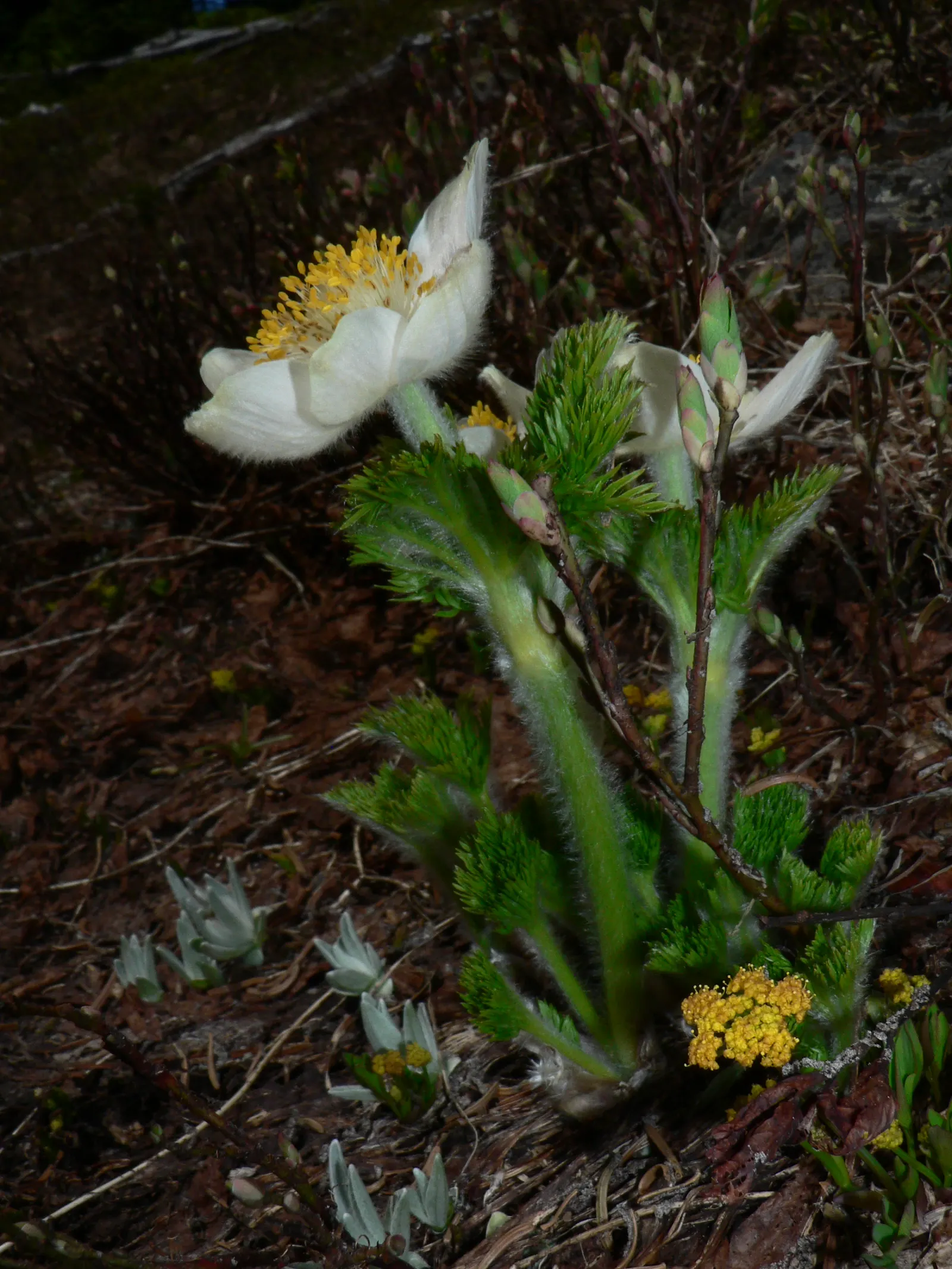 Western Anemone (Anemone Occidentalis) — Native to the mountainous regions of western North America; it flourishes in alpine and subalpine zones