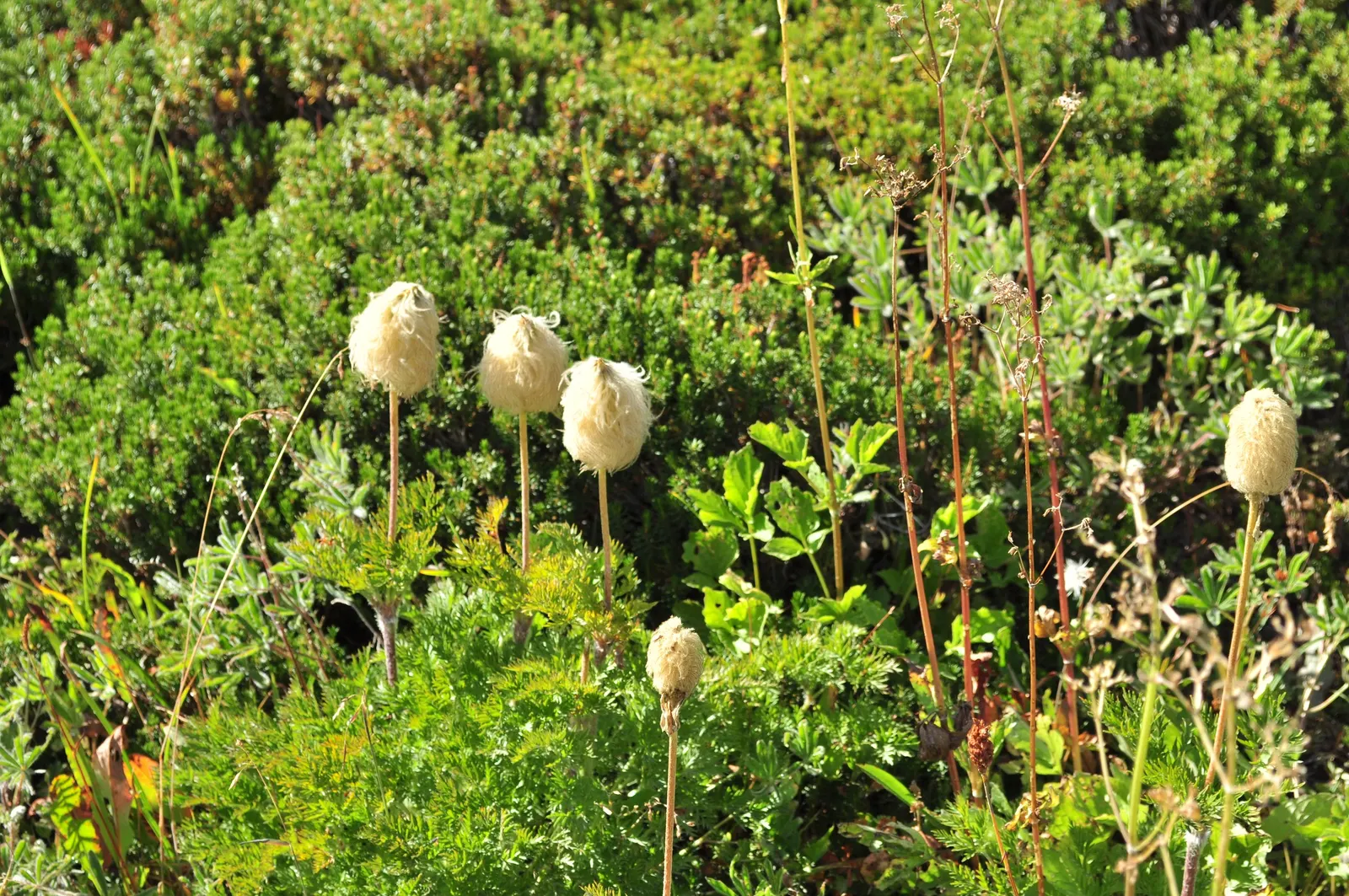 Western Anemone (Anemone Occidentalis) — is a captivating perennial that brings an air of delicate beauty to any landscape design; fluffy seed, image 86
