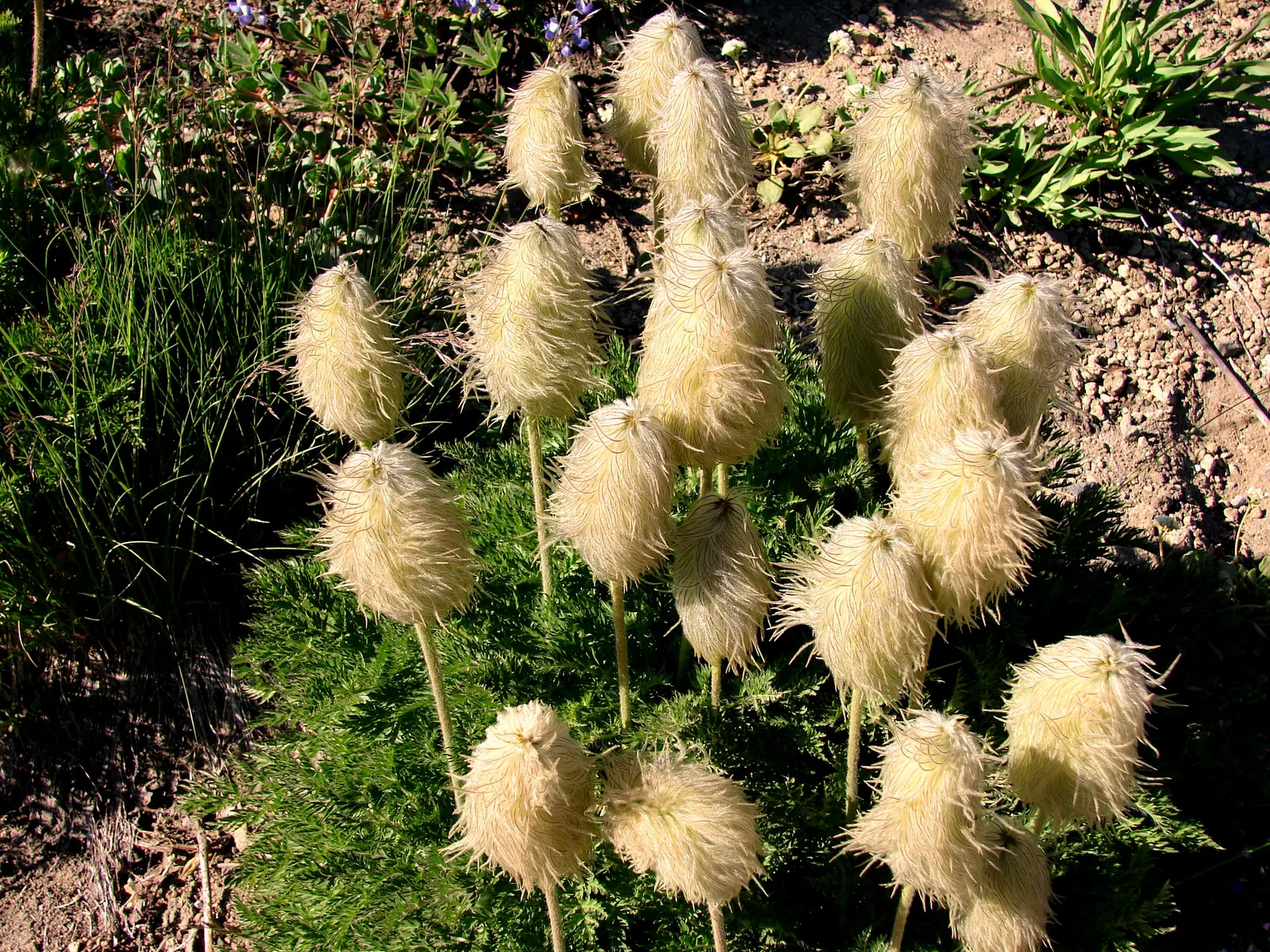 Western Anemone (Anemone Occidentalis) — it flourishes in alpine and subalpine zones; its blossoms are a radiant white to slightly pinkish hue, image 88