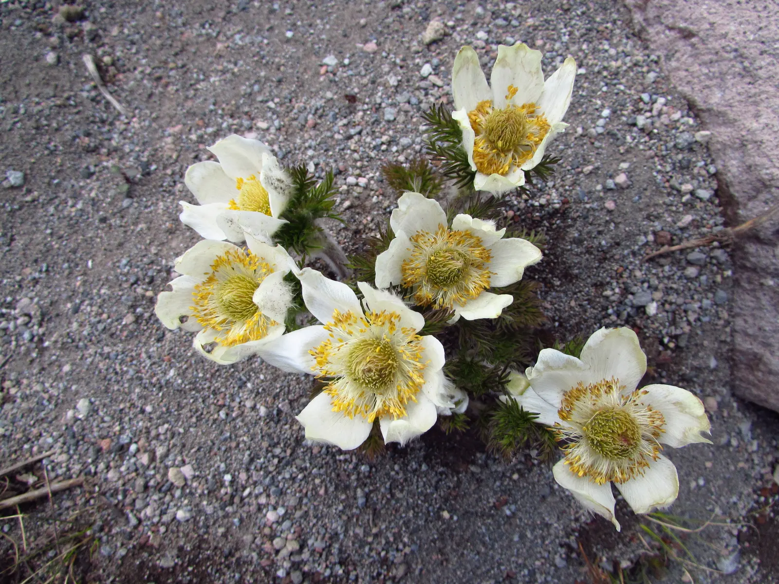Western Anemone (Anemone Occidentalis) — Prefers well-drained, slightly acidic soil; full sun to part shade