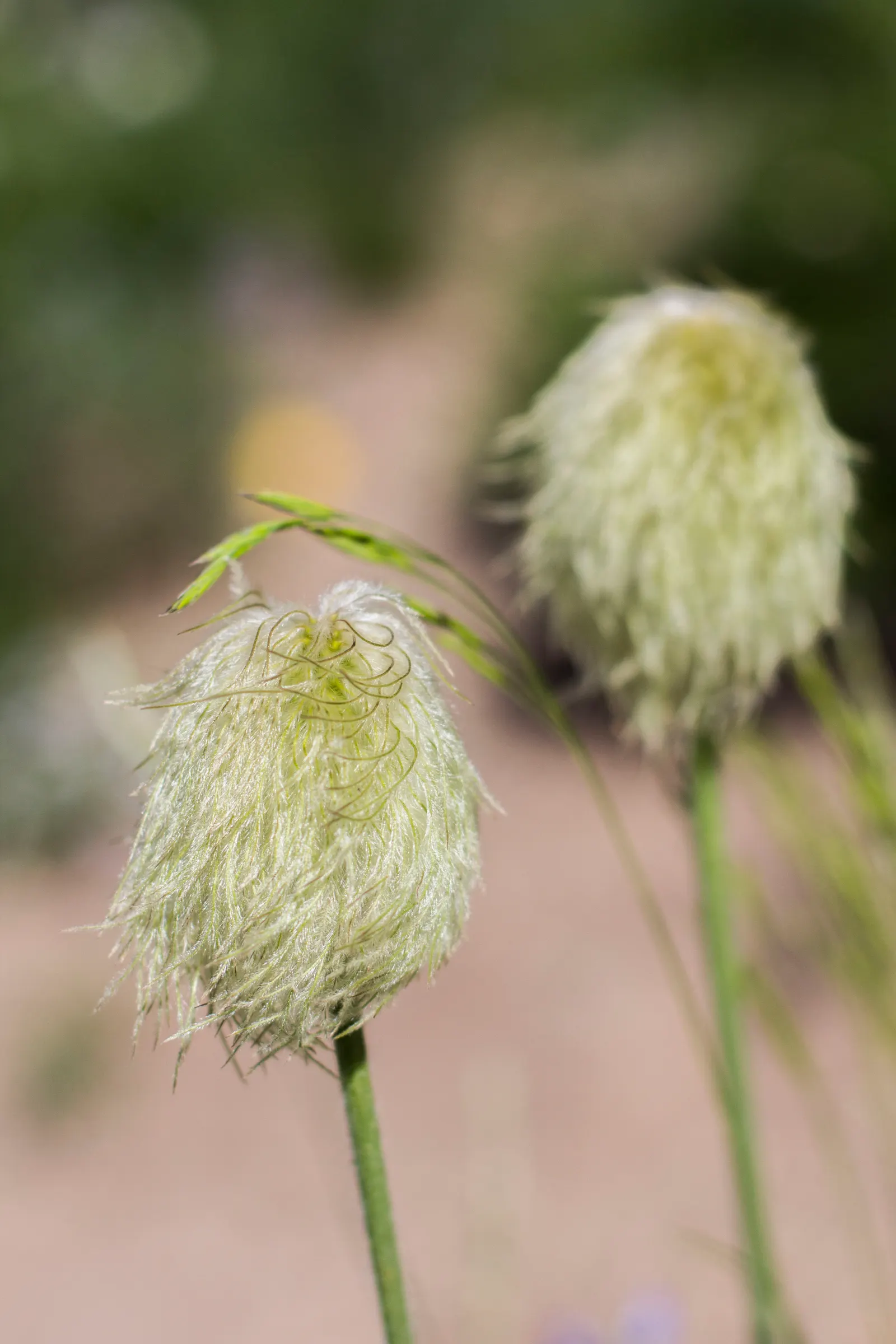 Western Anemone (Anemone Occidentalis) — or as part of a perennial border; with a multitude of stamens encircling a central cluster of yellow anthers