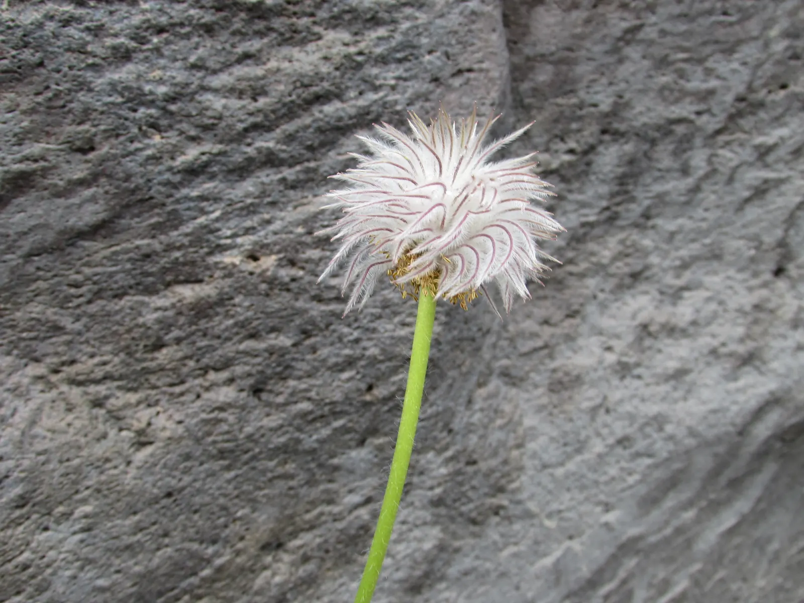 Western Anemone (Anemone Occidentalis) — note that the Western Anemone is low maintenance and deer resistant