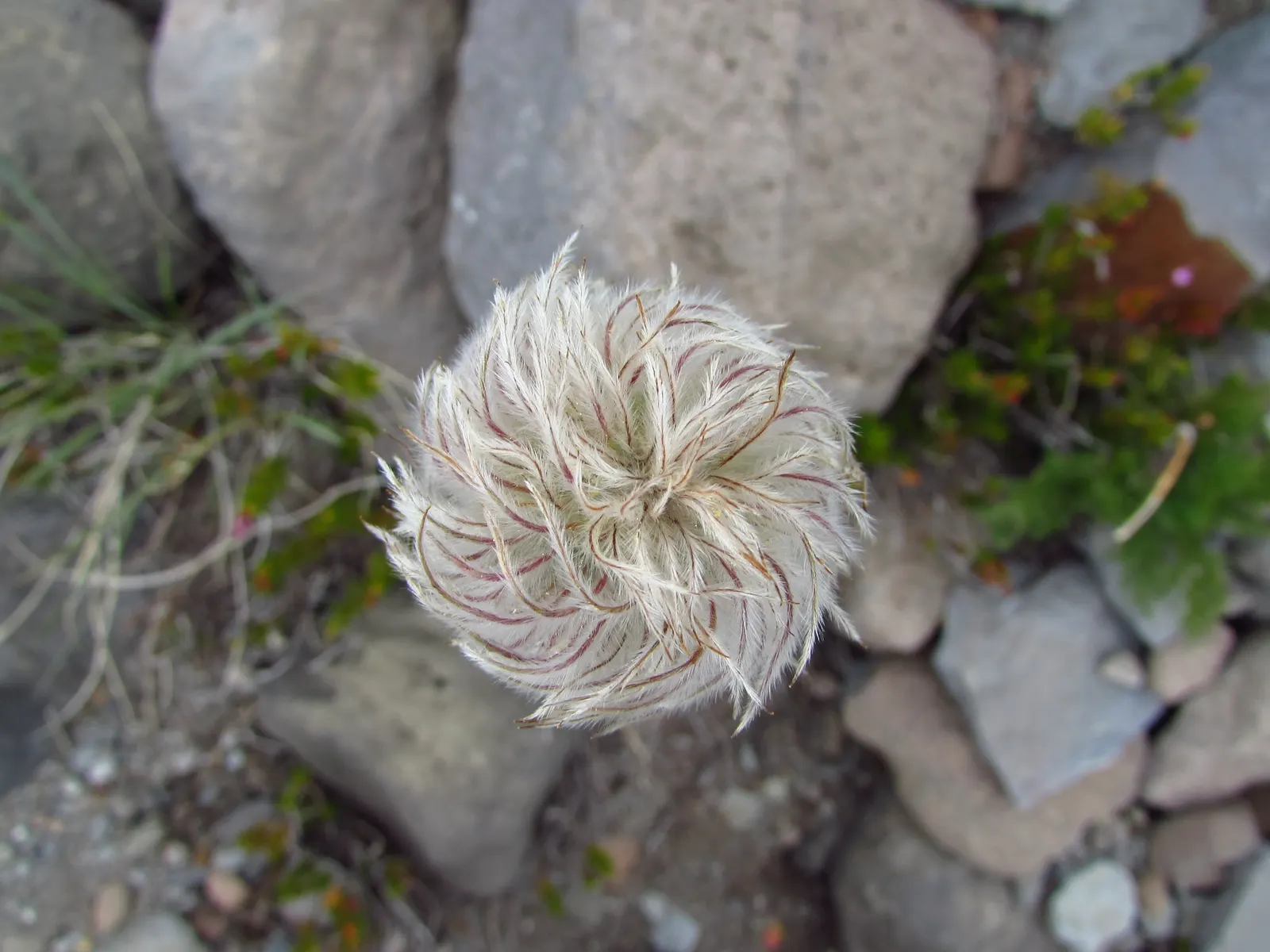 Western Anemone (Anemone Occidentalis) — with a multitude of stamens encircling a central cluster of yellow anthers; flourishes in USDA zones 4-7