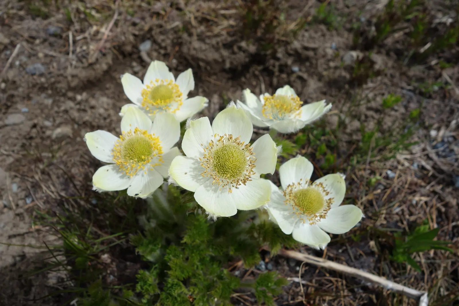 Western Anemone (Anemone Occidentalis) — occidentalis can reach heights of 8 to 20 inches; is a captivating perennial that brings an air of, image 92
