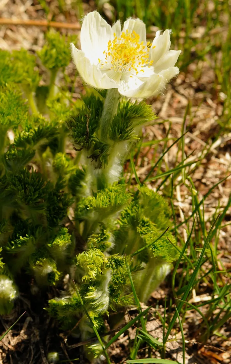 Western Anemone (Anemone Occidentalis) — and it performs best in full sun to partial shade