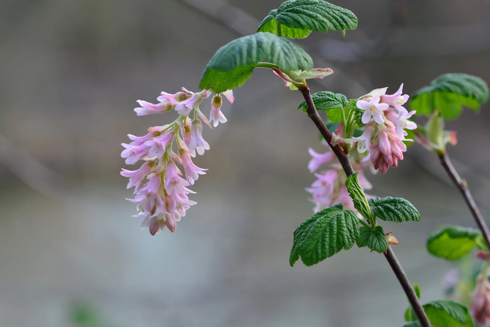Southern Pink Flowering Currant (Ribes Sanguineum Glutinosum) — is a captivating deciduous shrub