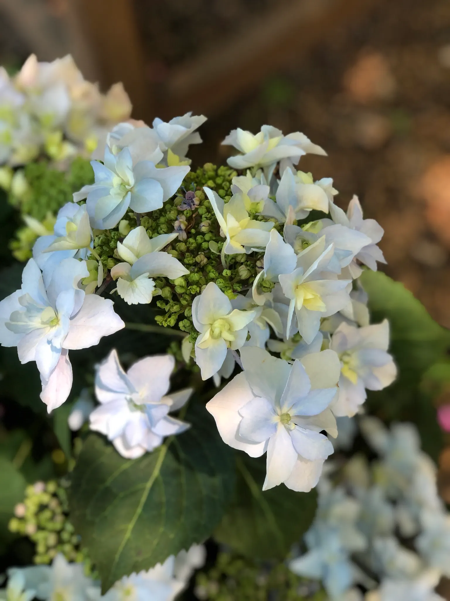 Tuff Stuff Mountain Hydrangea (Hydrangea Serrata 'Tuff Stuff') — Mature size is about 2-3 feet tall and wide