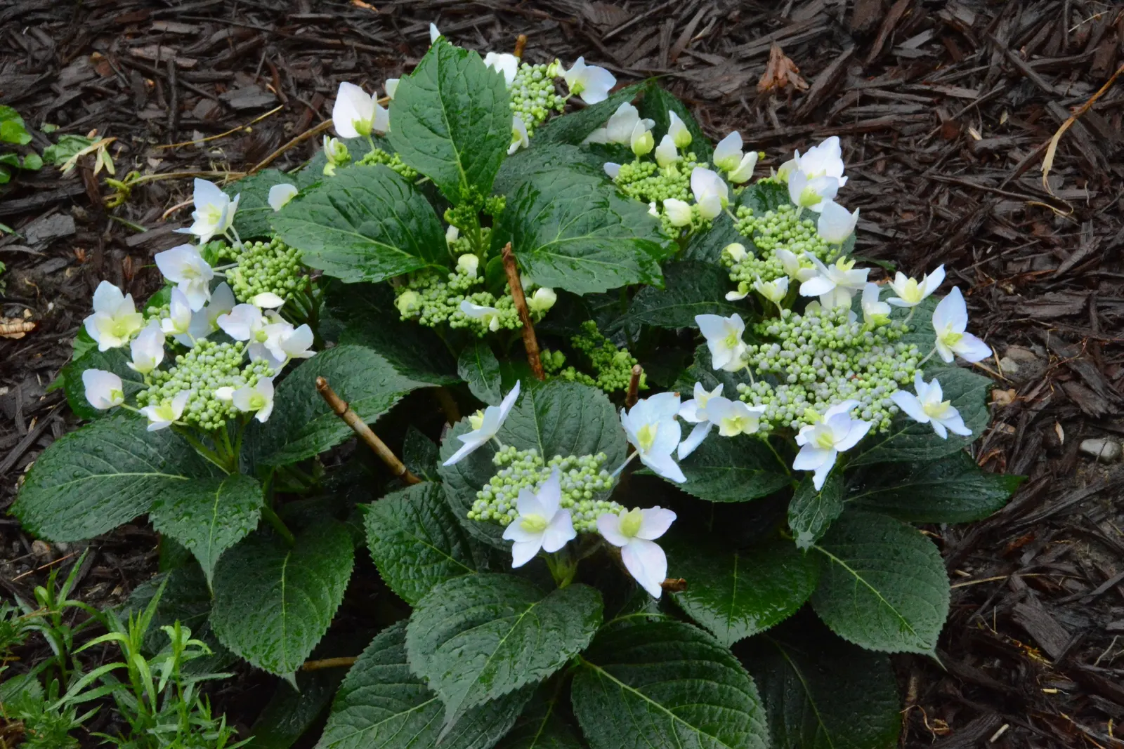 Tuff Stuff Mountain Hydrangea (Hydrangea Serrata 'Tuff Stuff') — Offers visual interest with its sturdy, red stems and serrated leaves, enhancing woodland
