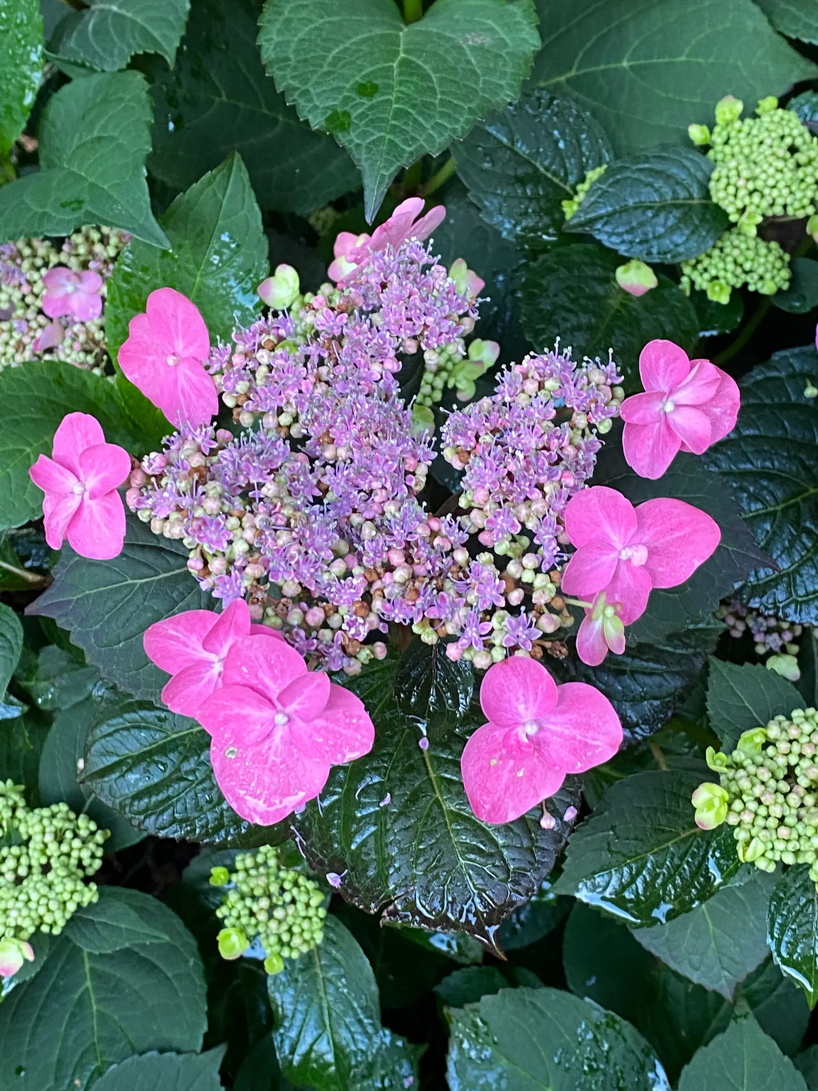Tuff Stuff Mountain Hydrangea (Hydrangea Serrata 'Tuff Stuff') — perfect for adding a splash of color to any landscape design