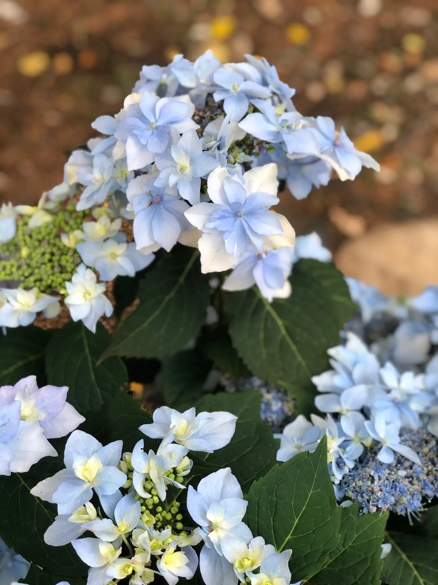 Tuff Stuff Mountain Hydrangea (Hydrangea Serrata 'Tuff Stuff') — Prefers partial shade and well-drained, moist soil