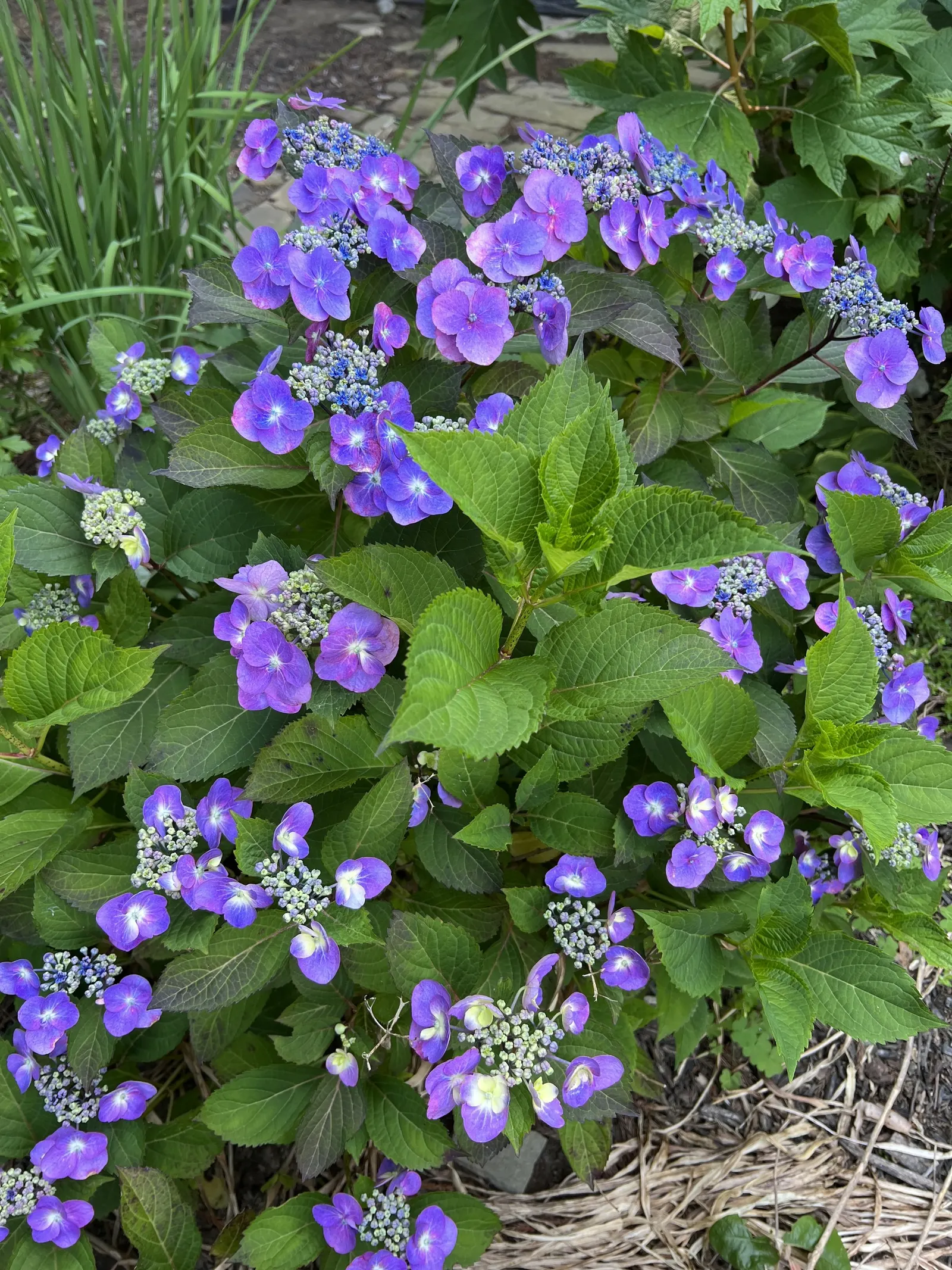 Tuff Stuff Mountain Hydrangea (Hydrangea Serrata 'Tuff Stuff') — It boasts lace-cap flowers transitioning from pink to blue in different soils, blooming early