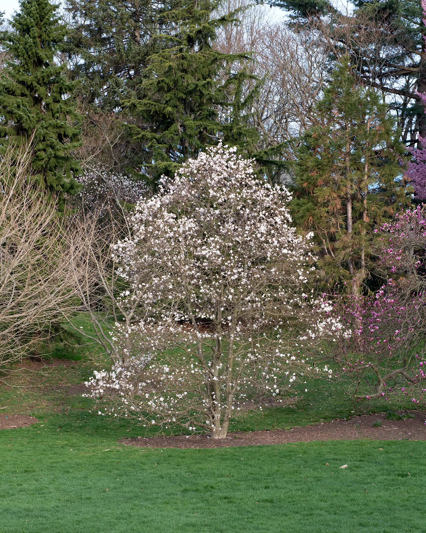 Centennial Star Magnolia (Magnolia Stellata 'Centennial') — The 'Centennial' Star Magnolia (Magnolia stellata 'Centennial') is a standout spring-blooming shrub