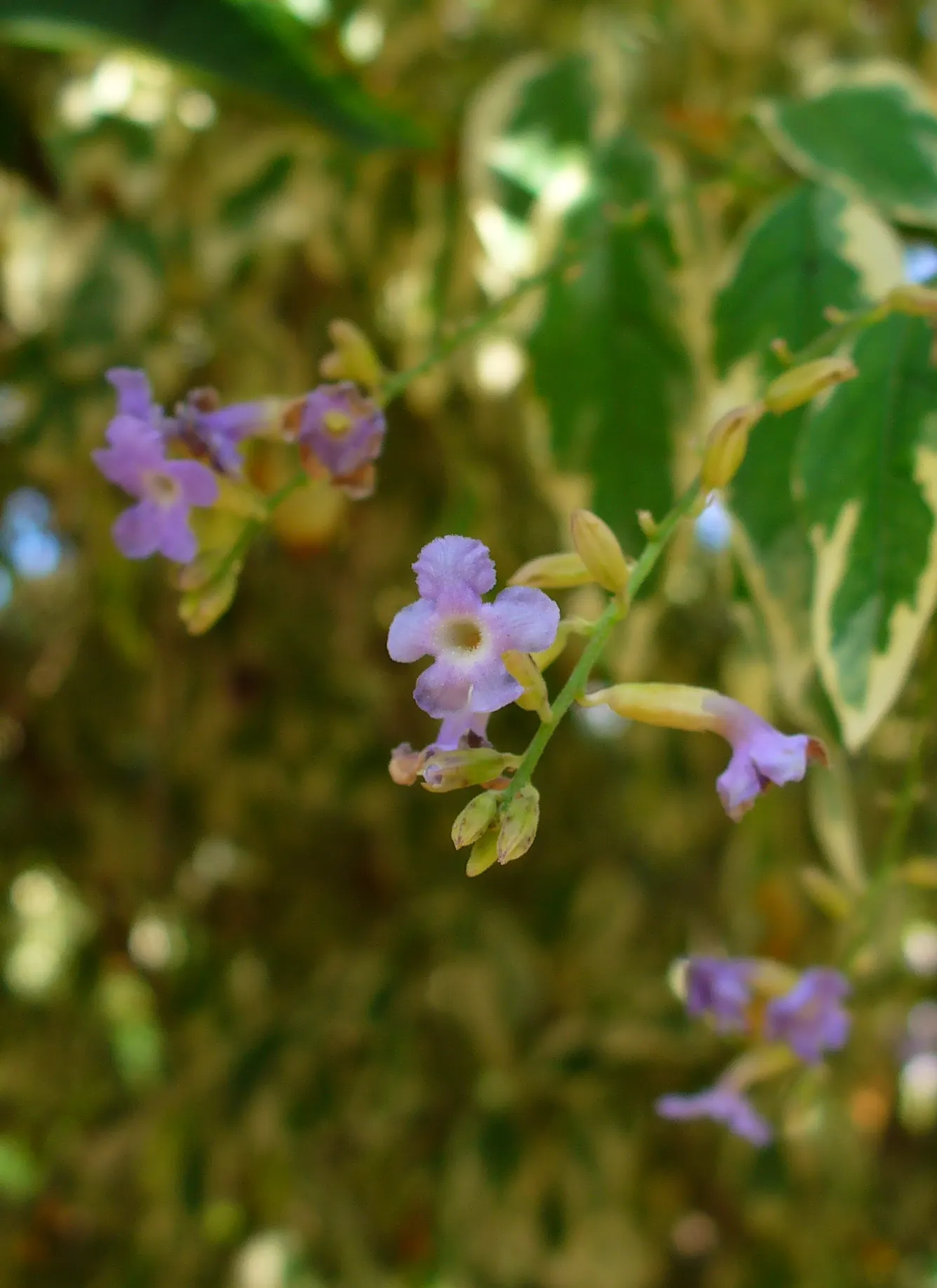 Variegated Sky Flower (Duranta Erecta 'Variegata') — small yellow berries can appear