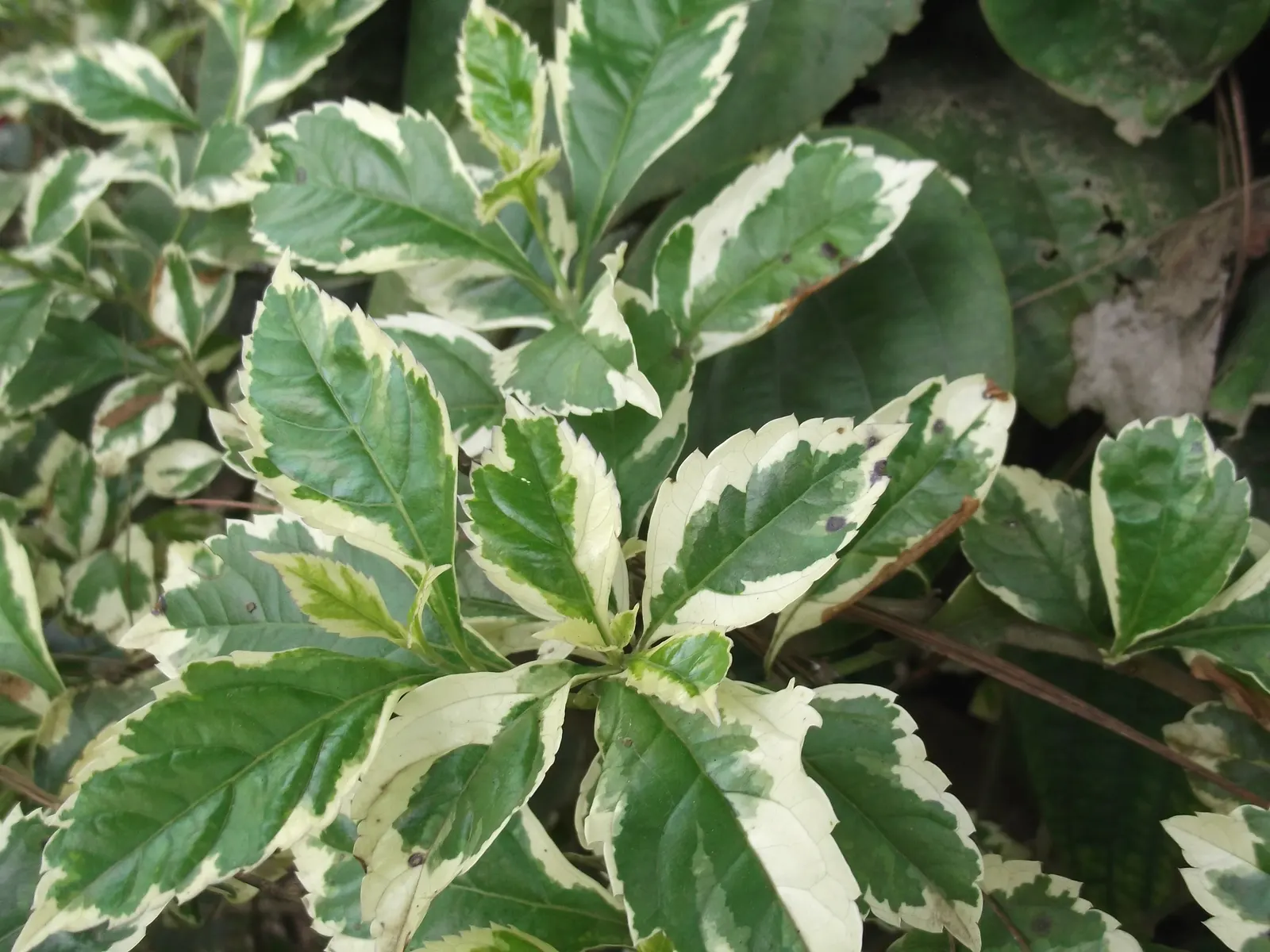 Variegated Sky Flower (Duranta Erecta 'Variegata') — which are ornamental but should be noted as toxic if ingested by pets or humans.<br><br>When planting