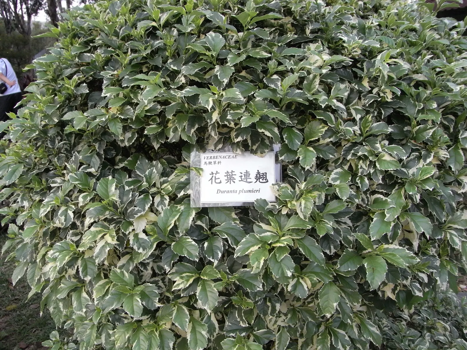 Variegated Sky Flower (Duranta Erecta 'Variegata') — tapering to moderate moisture levels later