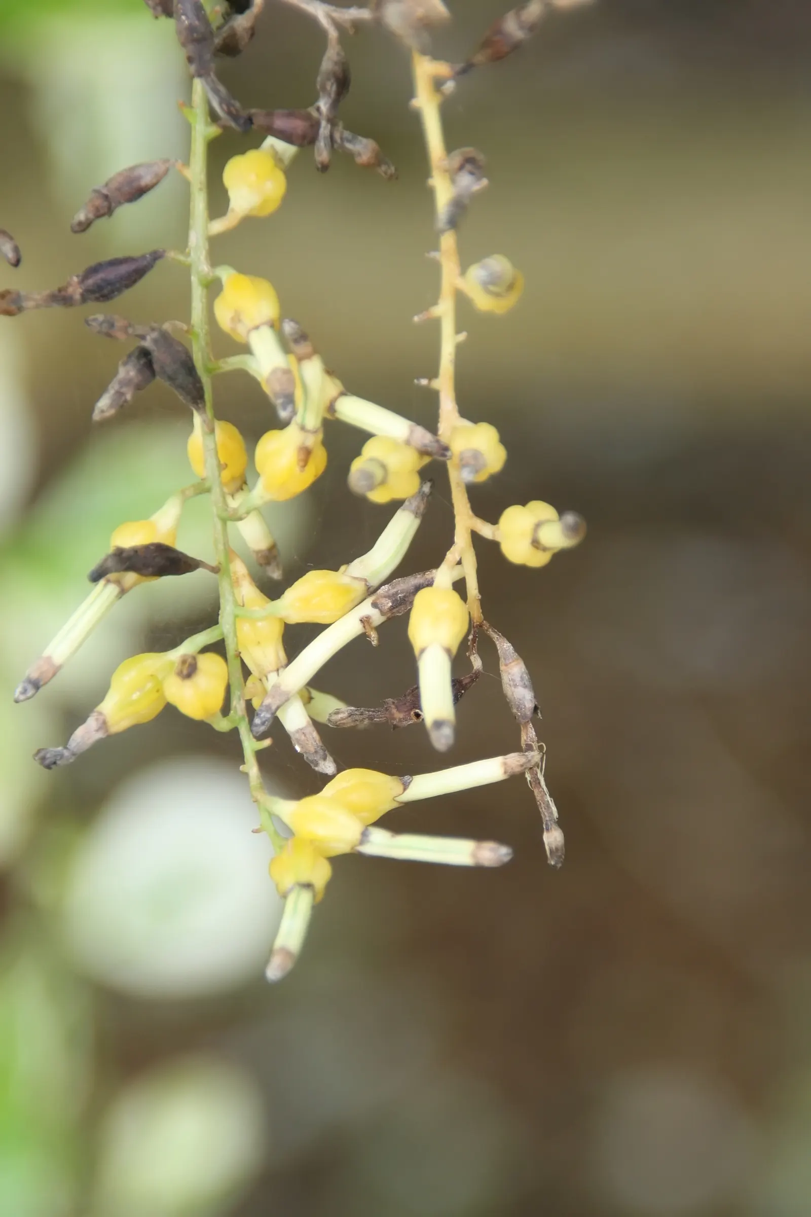 Variegated Sky Flower (Duranta Erecta 'Variegata') — Typically reaching heights between 4 to 6 feet with a similar spread