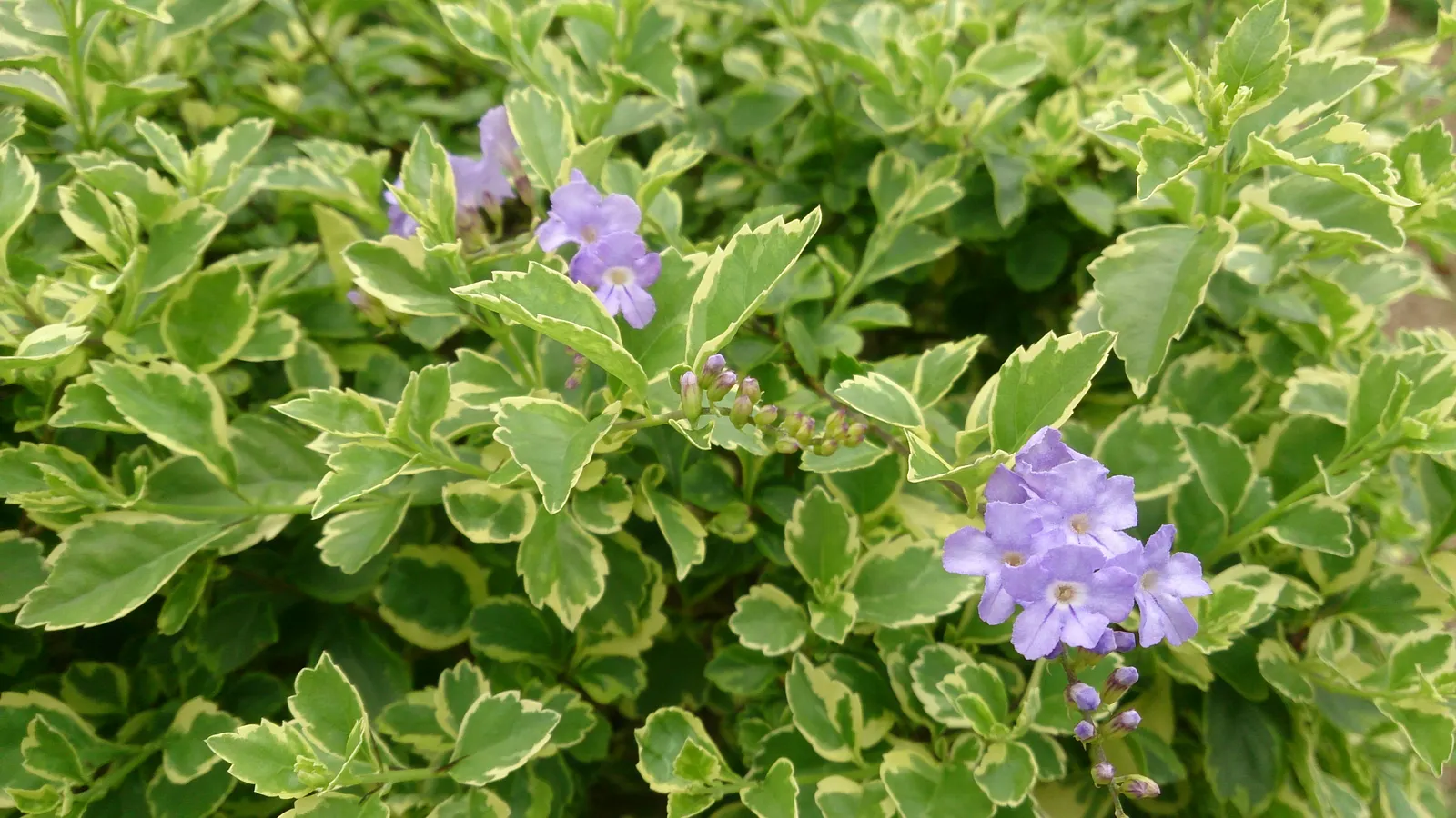 Variegated Sky Flower (Duranta Erecta 'Variegata') — blue flowers in the garden