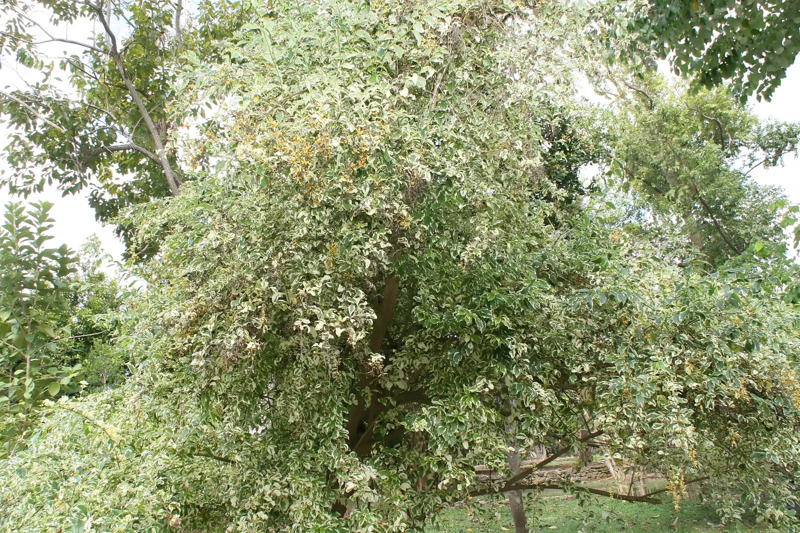 Variegated Sky Flower (Duranta Erecta 'Variegata') — this bushy cultivar has a rounded growth habit that provides a lush