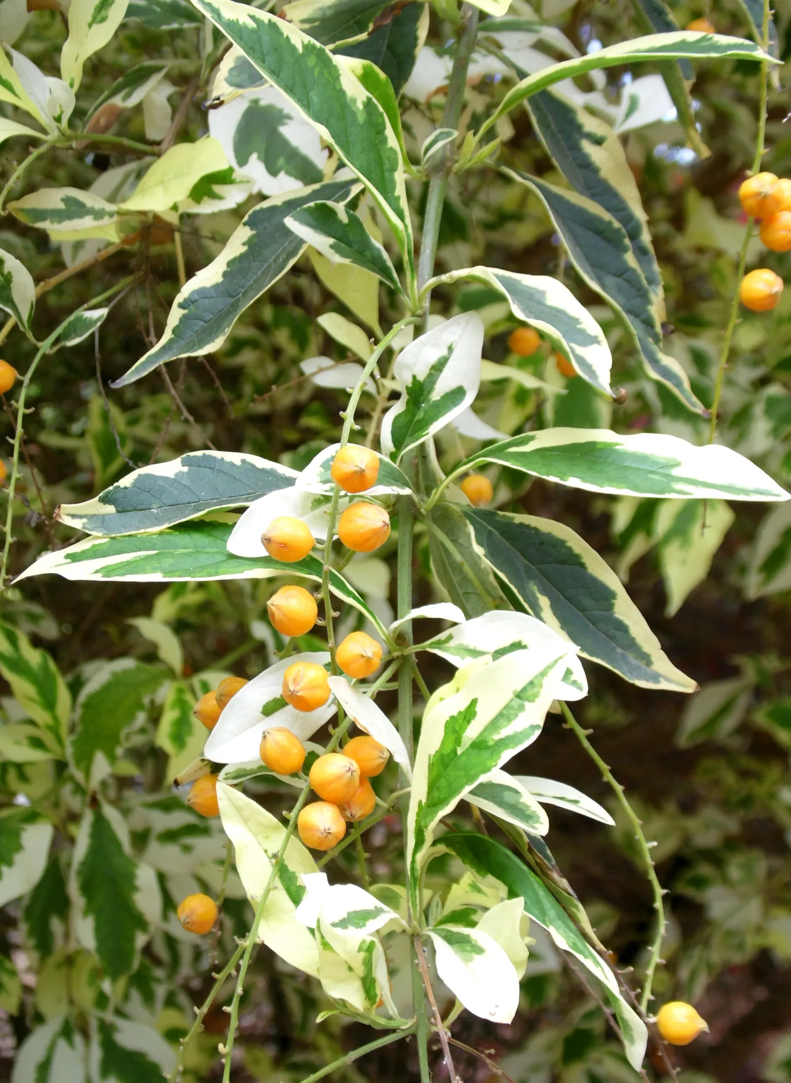Variegated Sky Flower (Duranta Erecta 'Variegata') — The foliage's variegation can introduce light to a partly shaded area