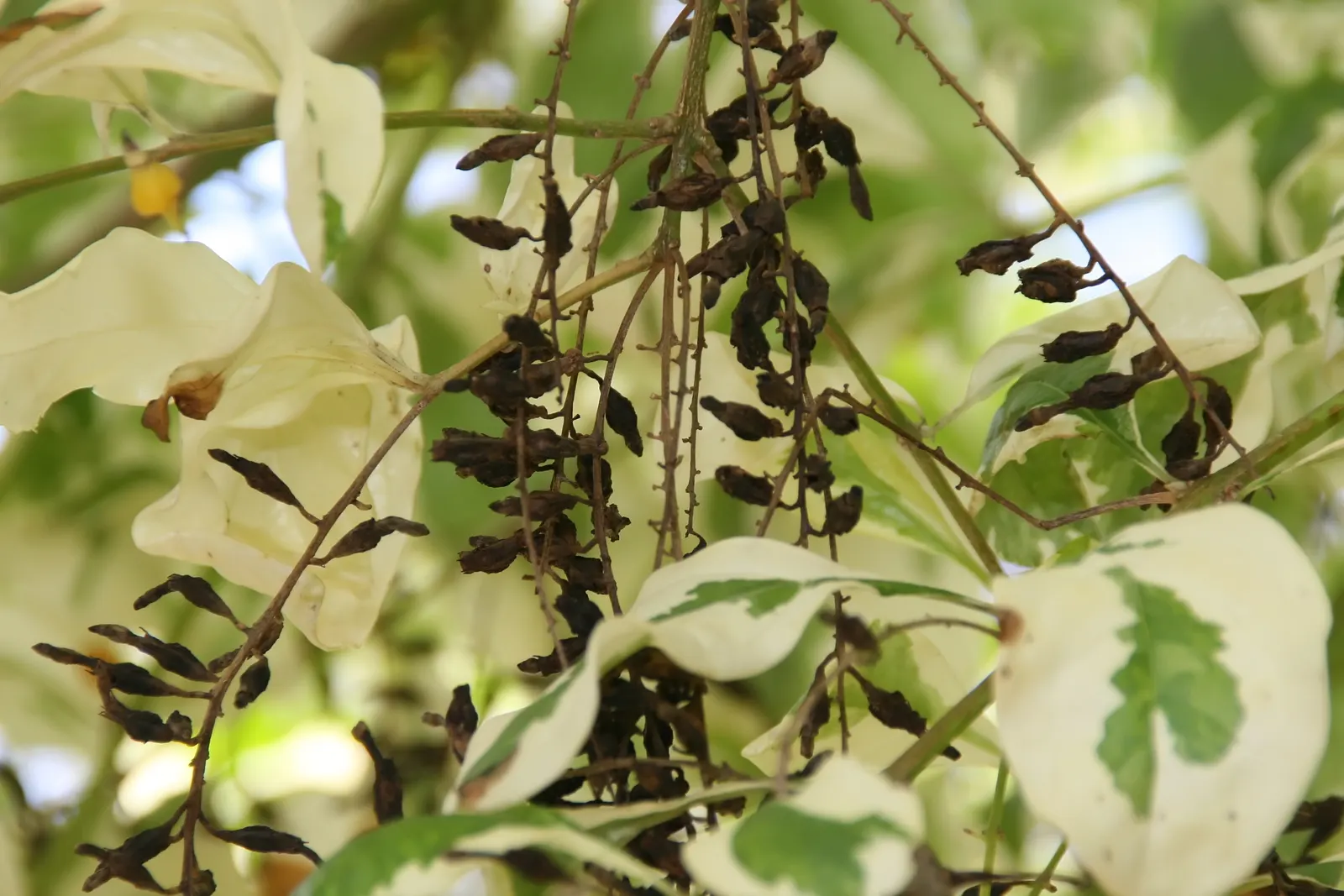 Variegated Sky Flower (Duranta Erecta 'Variegata') — Ideal for borders or as a specimen plant, it adds a splash of color and tropical flair to any landscape