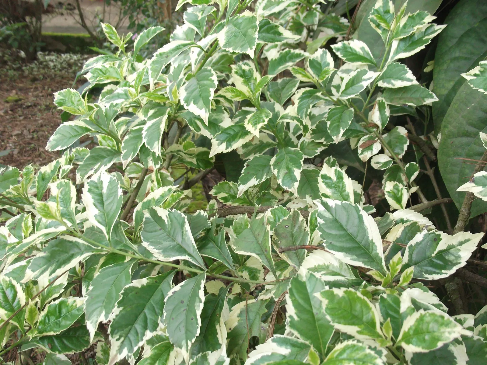 Variegated Sky Flower (Duranta Erecta 'Variegata') — note that the Variegated Sky Flower prefers well-drained soil and regular watering when establishing roots