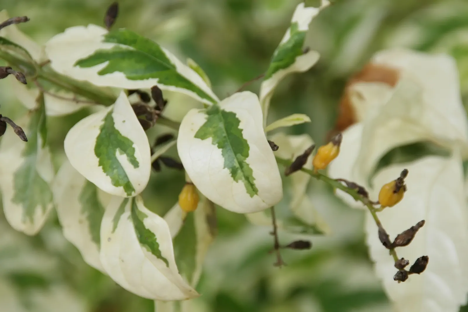 Variegated Sky Flower (Duranta Erecta 'Variegata') — evergreen shrub that boasts a multitude of ornamental features suitable for enhancing any landscape design