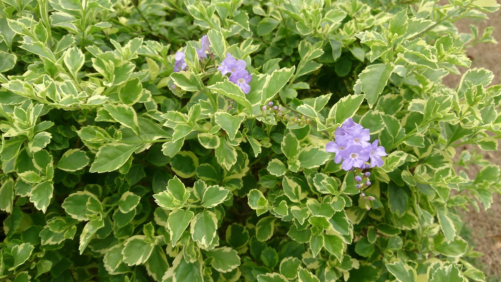 Variegated Sky Flower (Duranta Erecta 'Variegata') — Prune annually to maintain desired shape and size, and to encourage bushier growth and more vibrant foliage